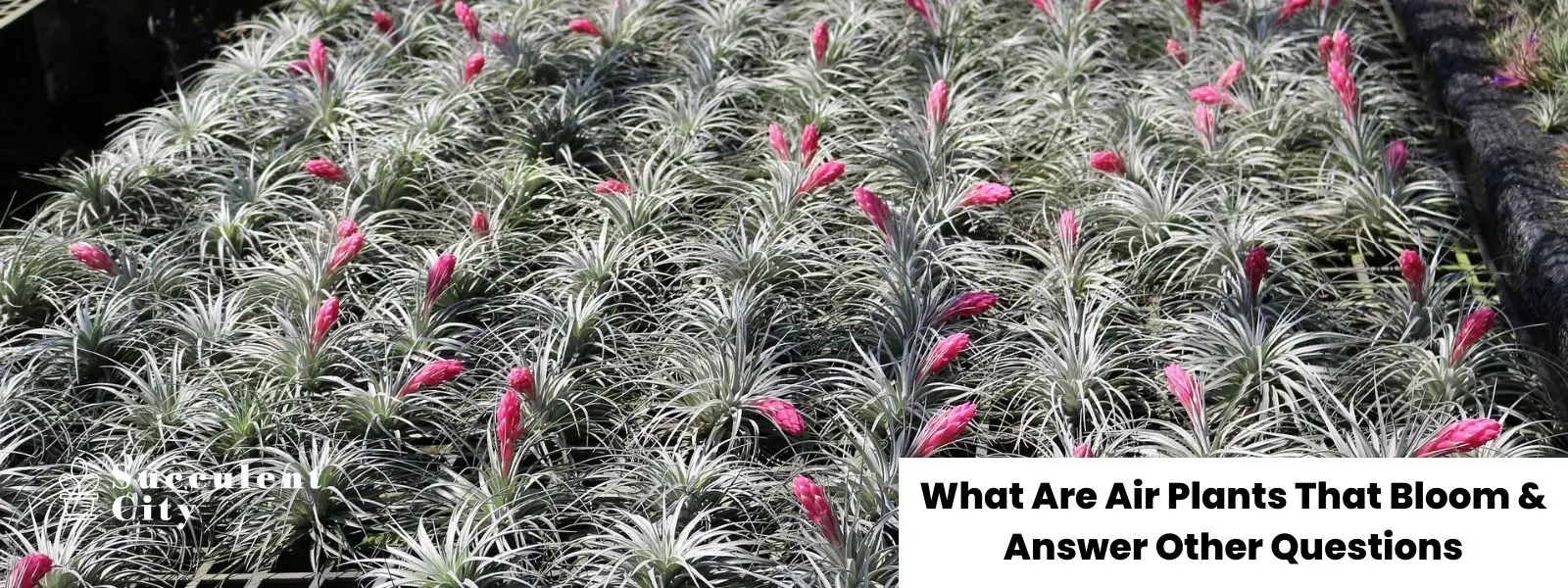 ¿Cuáles son las plantas aéreas que florecen y responden otras preguntas?