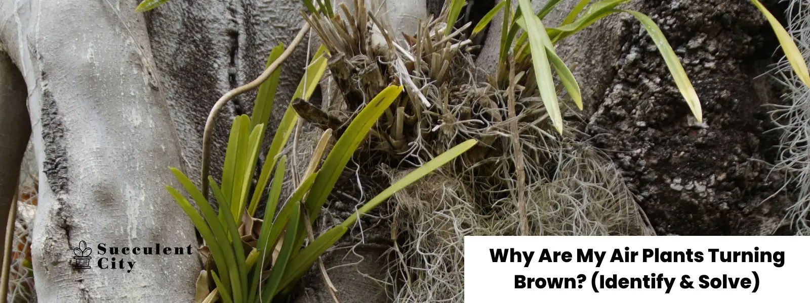 ¿Por qué mis plantas aéreas se vuelven marrones? (detección y solución) ¿Por qué mis plantas aéreas se vuelven marrones? (detección y solución)