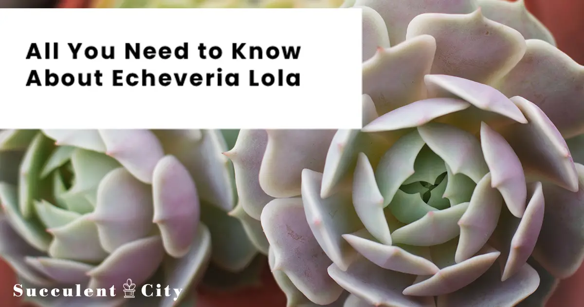 Echeveria Lola (La Suculenta Lola) Echeveria Lola (La Suculenta Lola)