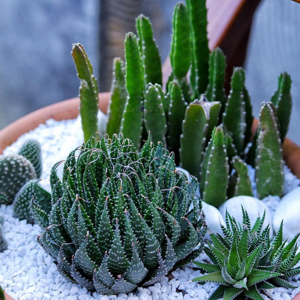 Aloe Aristata (Aloe de encaje)