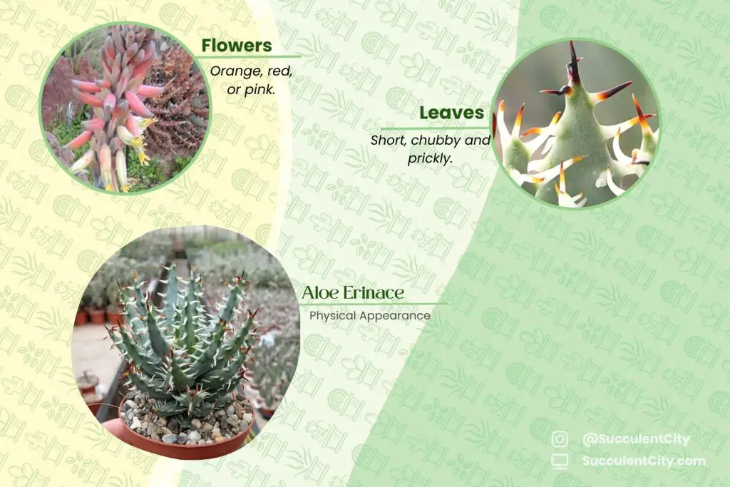 Aloe Erinacea – La Suculenta “Goree”: Una belleza única y resistente