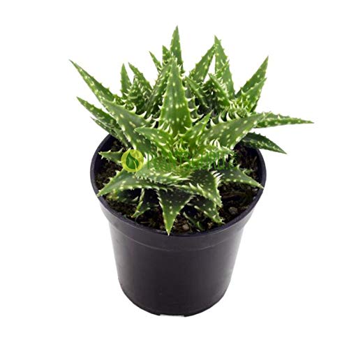 Aloe Juvenna (El aloe diente de tigre) Aloe Juvenna (El aloe diente de tigre)