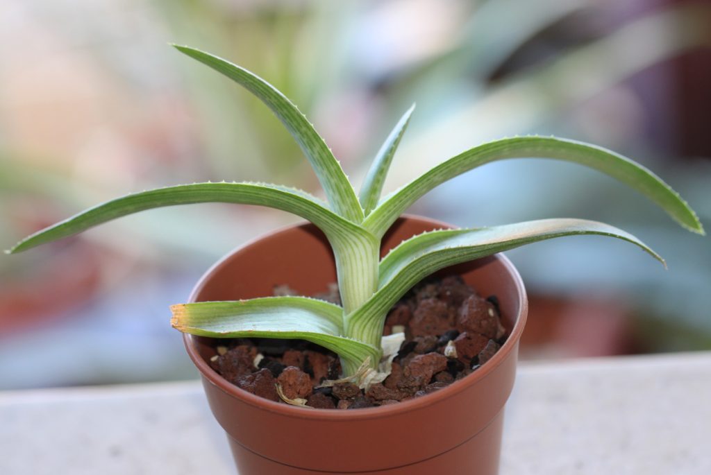 Aloe ruspoliana