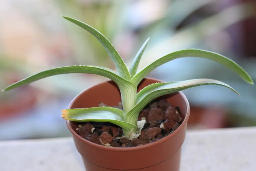 Aloe ruspoliana Aloe ruspoliana