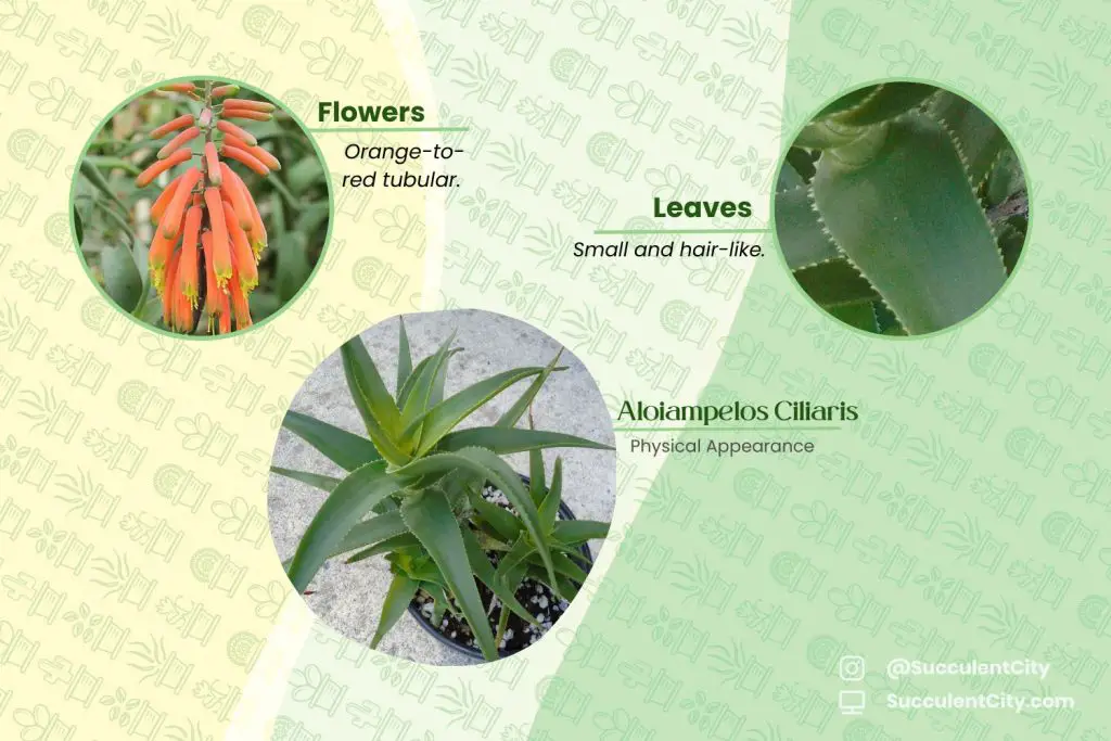 Aloiampelos ciliaris (áloe trepador) Aloiampelos ciliaris (áloe trepador)