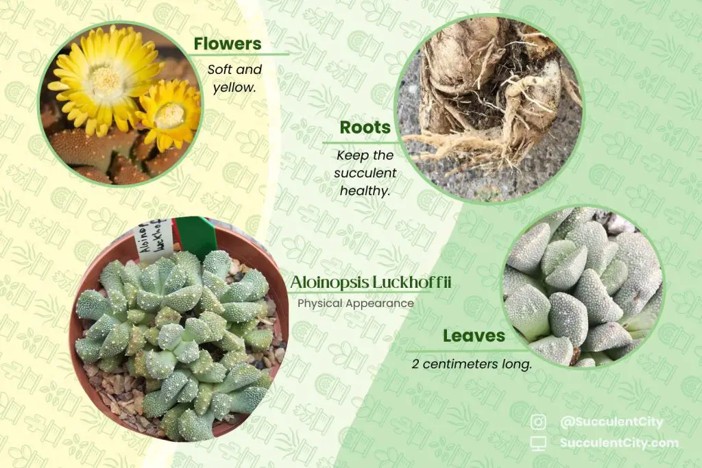 Aloinopsis Luckhoffii Aloinopsis Luckhoffii