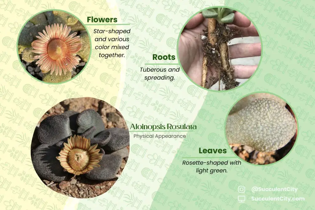 Aloinopsis Rosulata (Acaulon Rosulatum) Aloinopsis Rosulata (Acaulon Rosulatum)