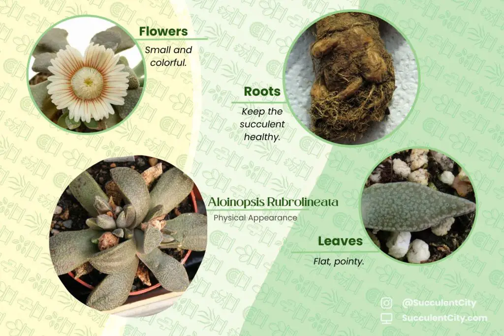 Aloinopsis Rubrolineata Aloinopsis Rubrolineata