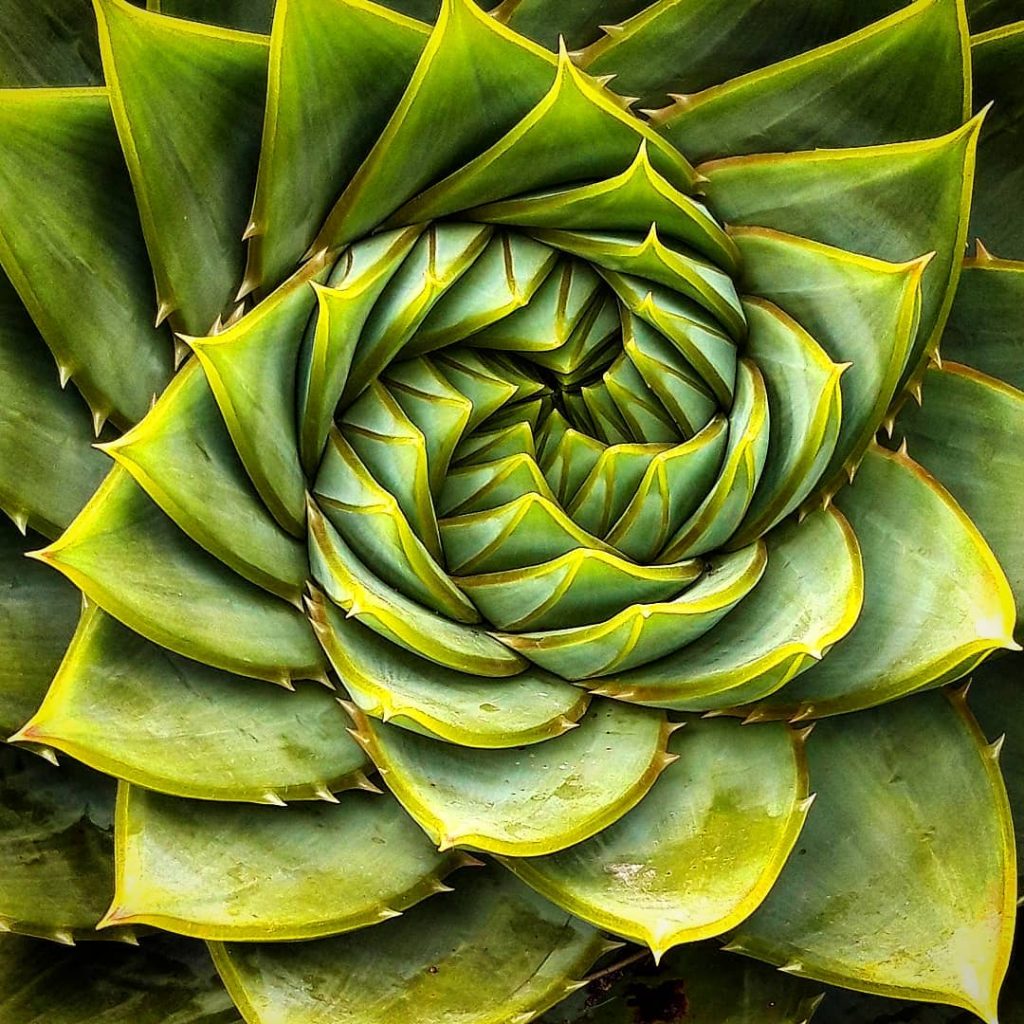 Aprenda todo sobre las suculentas monocárpicas: ¿Qué es una floración mortal en una suculenta? Aprenda todo sobre las suculentas monocárpicas: ¿Qué es una floración mortal en una suculenta?