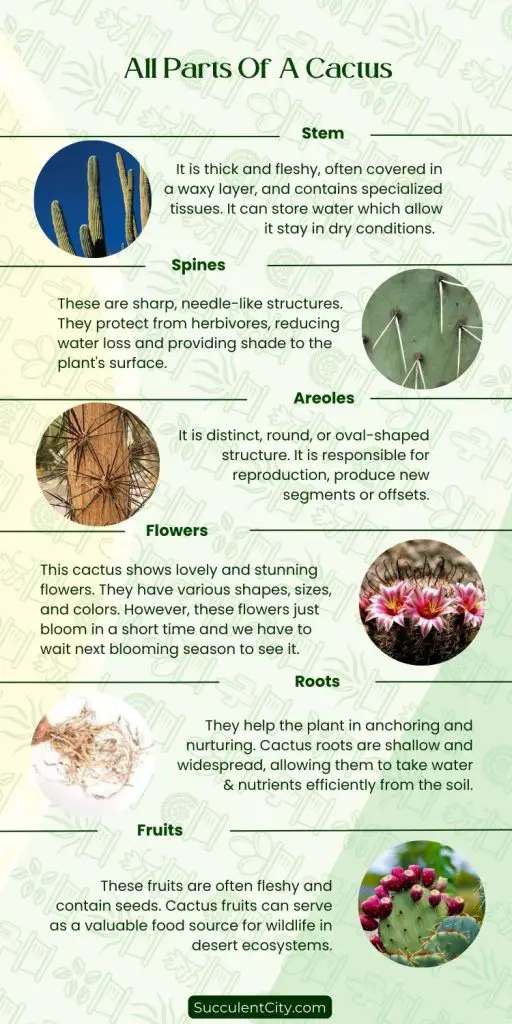 Aprende todas las partes de un cactus Aprende todas las partes de un cactus
