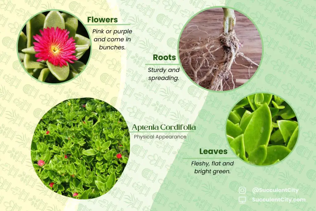 Aptenia Cordifolia (La Planta “Corazones y Flores”) Aptenia Cordifolia (La Planta “Corazones y Flores”)