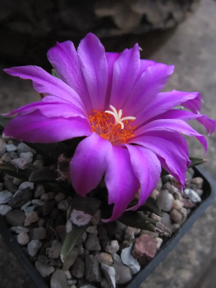 Ariocarpus Agavoides (El cactus roca viva de Tamaulipas)