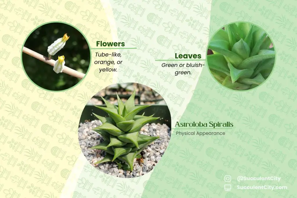Astroloba espiralis Astroloba espiralis