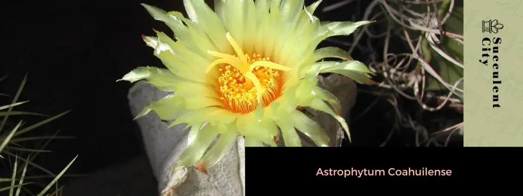 Austrocefalocereus Dybowskii Austrocefalocereus Dybowskii