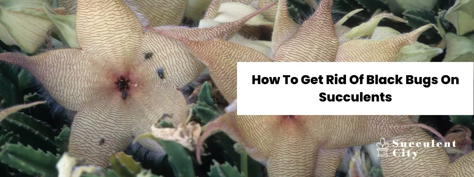 Cómo deshacerse de los escarabajos negros de las suculentas Cómo deshacerse de los escarabajos negros de las suculentas