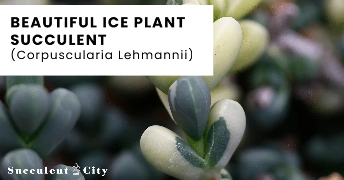 Corpuscularia Lehmannii (Delosperma Lehmannii) – La suculenta “planta de hielo”