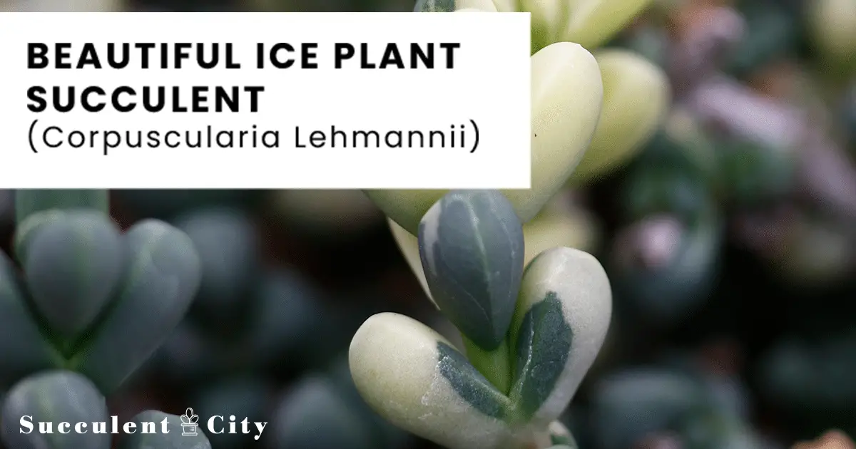 Corpuscularia Lehmannii (Delosperma Lehmannii) – La suculenta “planta de hielo” Corpuscularia Lehmannii (Delosperma Lehmannii) – La suculenta “planta de hielo”