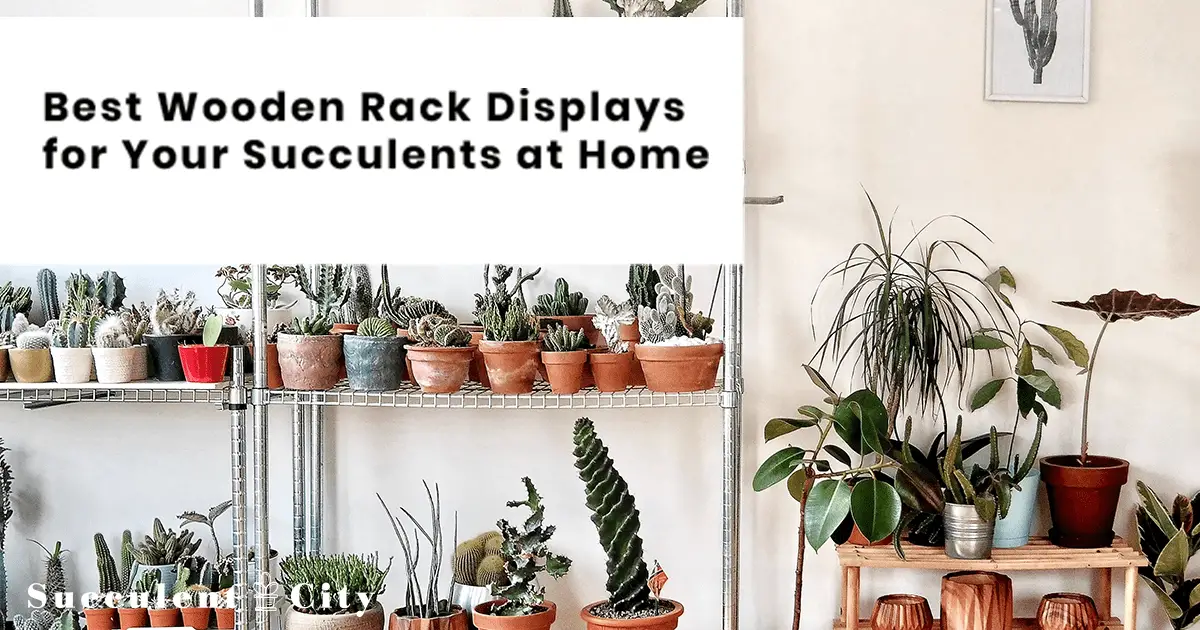 Los mejores expositores de suculentas para un gran estilo de decoración para tu jardín