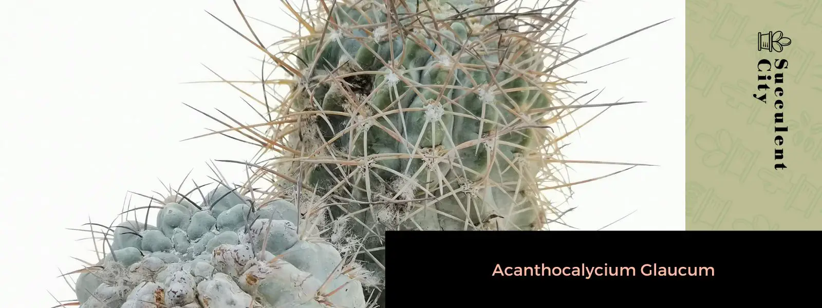 Acanthocalycium glaucum (Echinopsis glaucina)