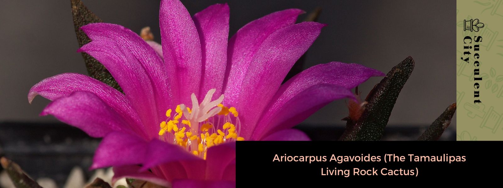 Ariocarpus Agavoides (El cactus roca viva de Tamaulipas)
