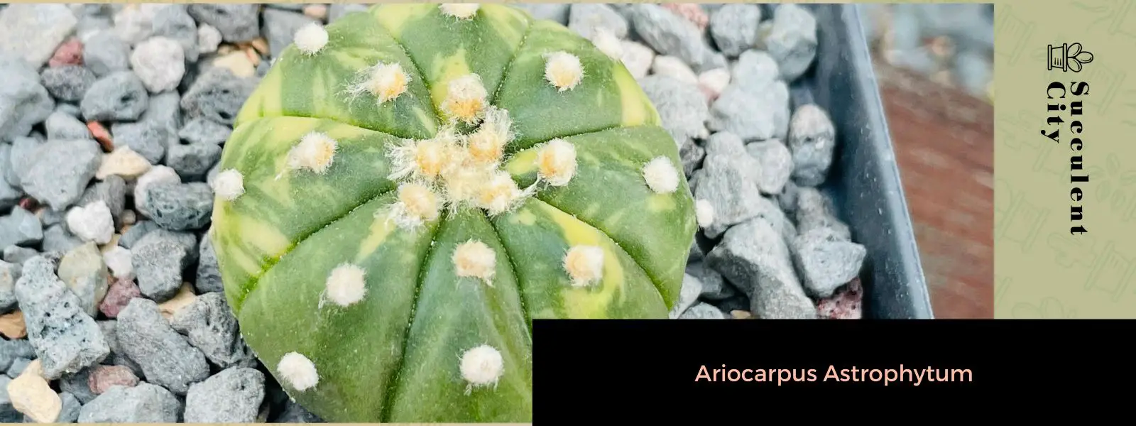 Ariocarpus astrophytum Ariocarpus astrophytum