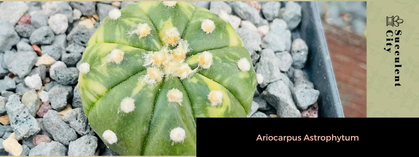 Ariocarpus astrophytum