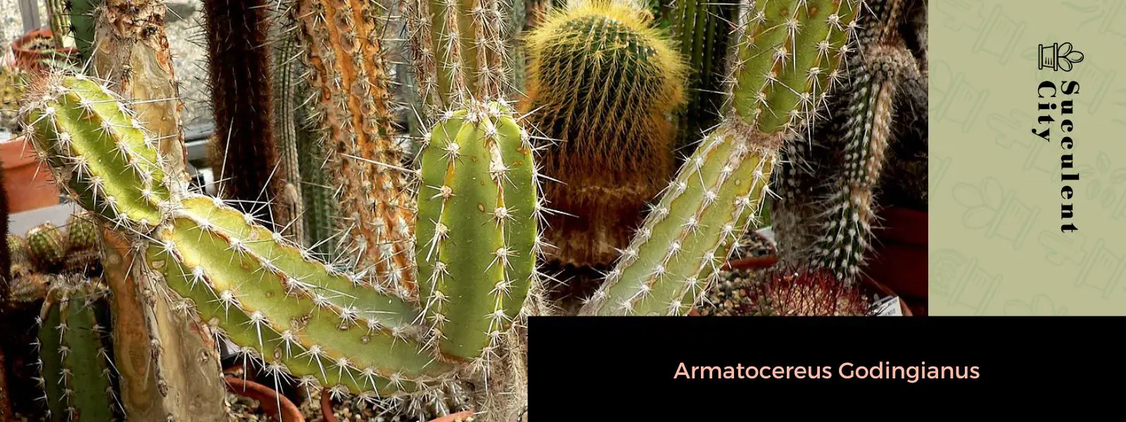 Armatocereus Godingianus Armatocereus Godingianus