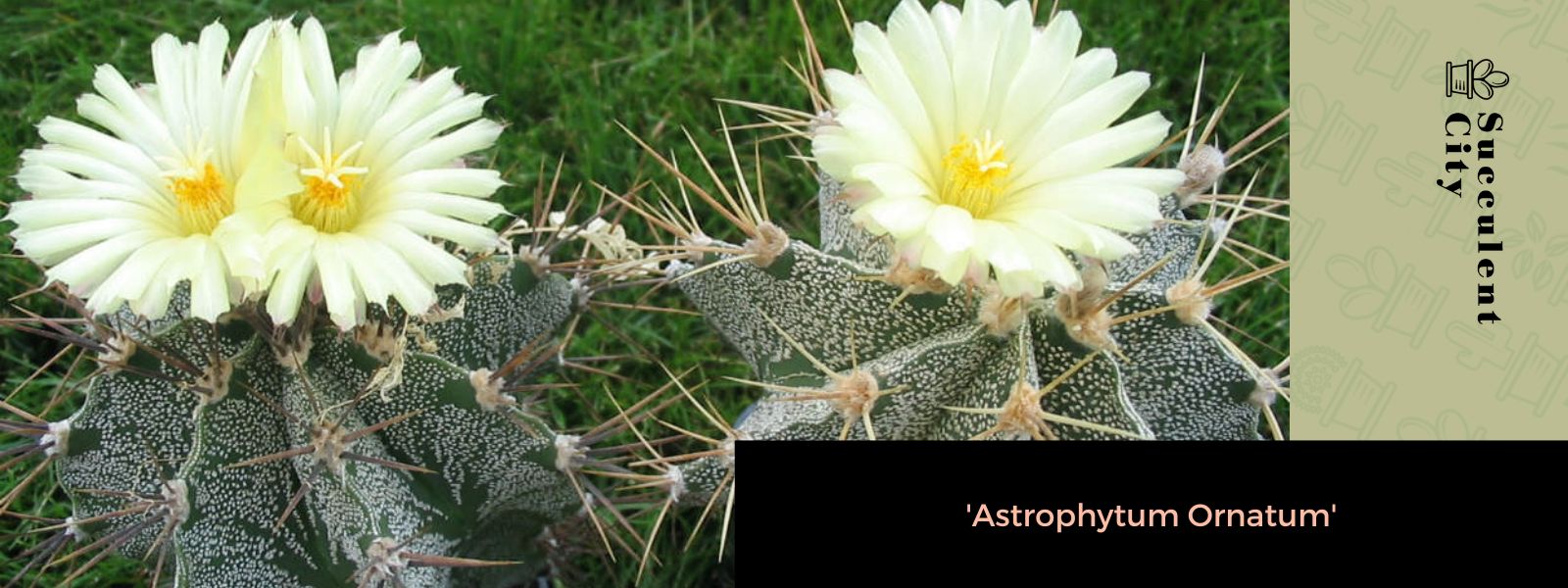 El cactus capucho del monje 'Asphytum Ornatum'