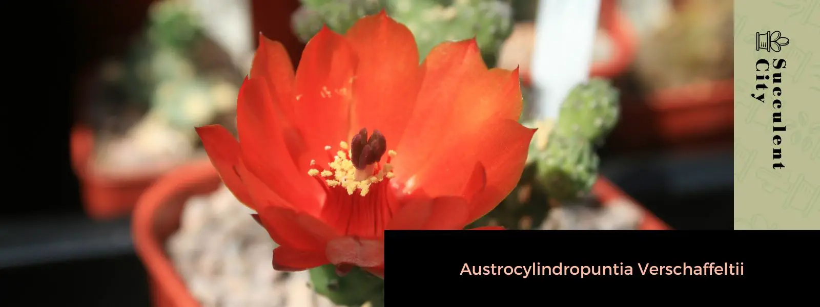 Austrocylindropuntia Verschaffeltii