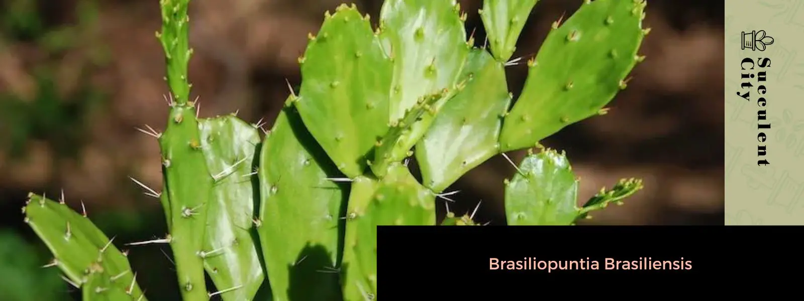 Brasiliopuntia brasiliensis