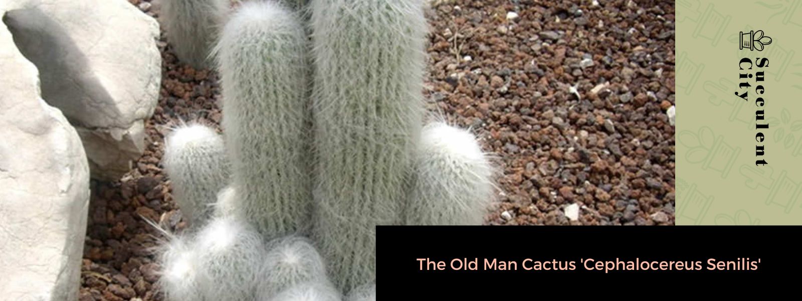 El viejo cactus 'Cephalocereus Senilis'