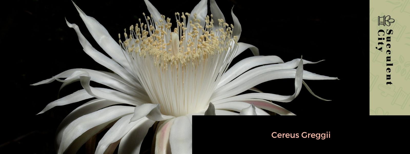 Cereus Greggii (La Reina de la Noche de Arizona)