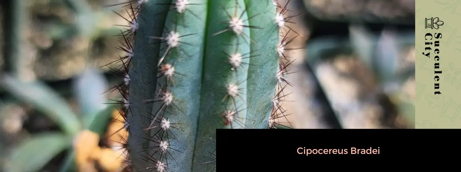 Cipocereus bradei Cipocereus bradei