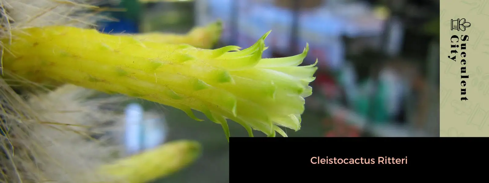 Cleistocactus Ritteri Cleistocactus Ritteri