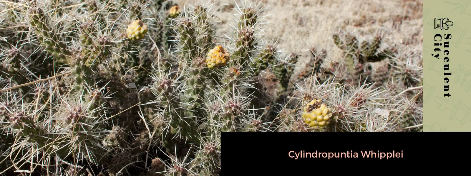 Cylindropuntia Whipplei (La cholla Whipple)