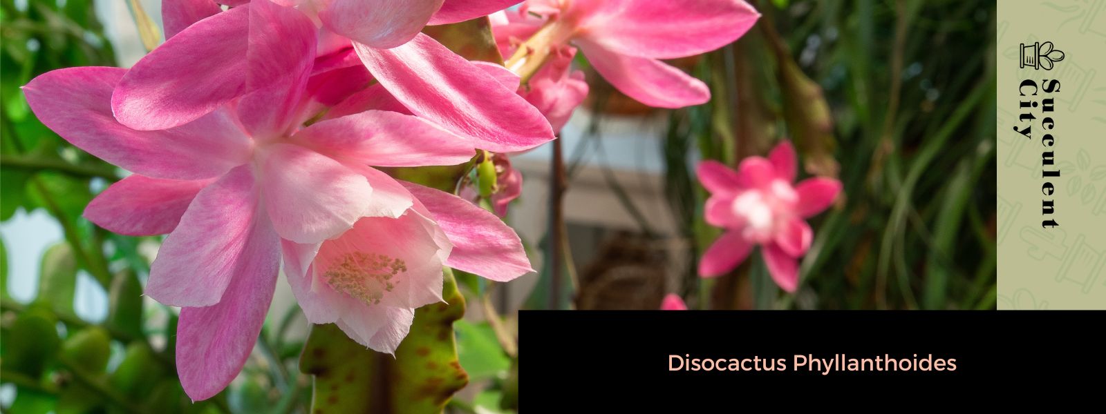 Disocactus Phyllanthoides – Un cactus epífito para tu jardín interior