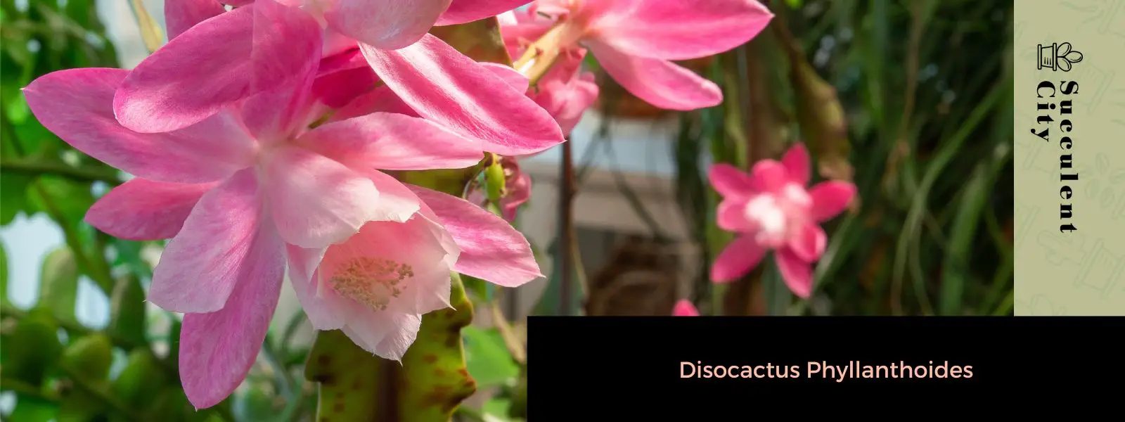 Disocactus Phyllanthoides – Un cactus epífito para tu jardín interior Disocactus Phyllanthoides – Un cactus epífito para tu jardín interior