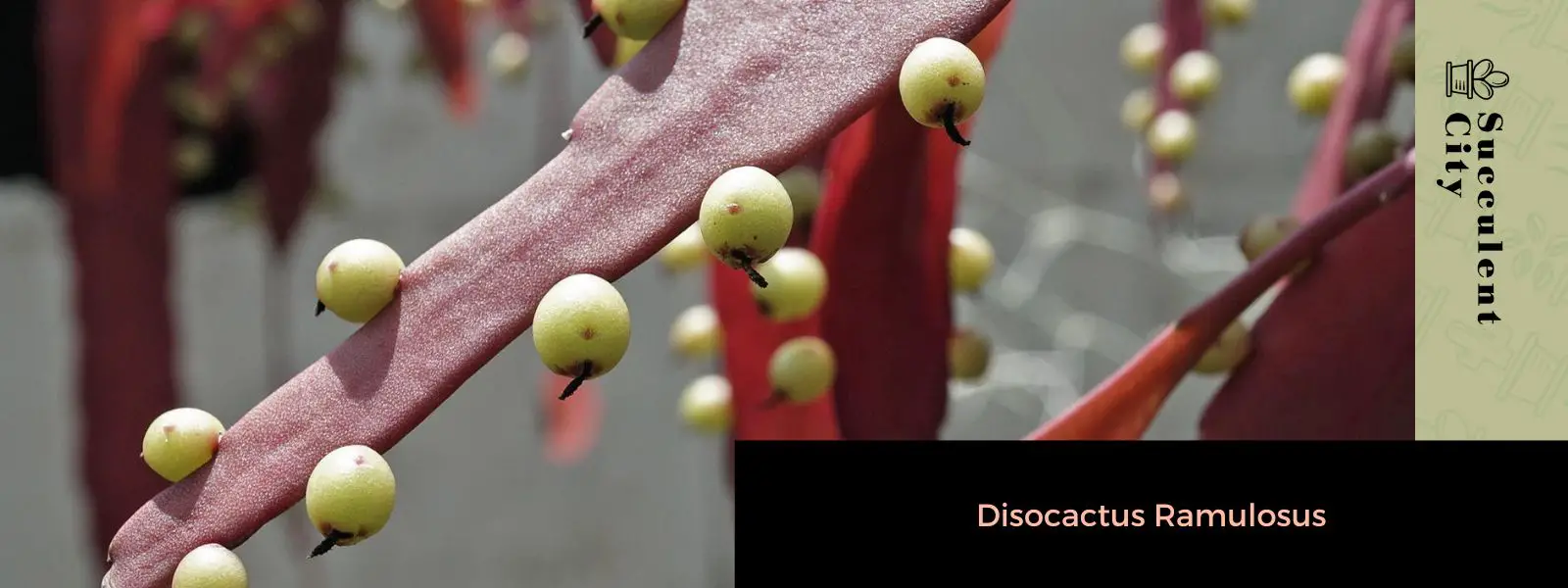 Disocactus ramulosus (Pseudorhipsalis ramulosa) Disocactus ramulosus (Pseudorhipsalis ramulosa)