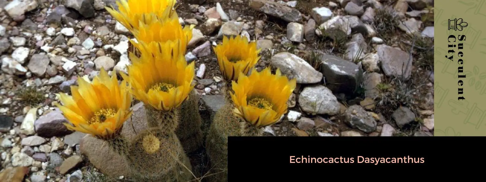 Echinocactus Dasyacanthus Echinocactus Dasyacanthus