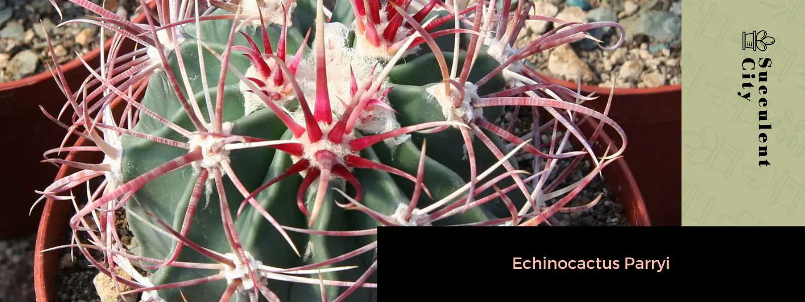 Echinocactus Parryi Echinocactus Parryi