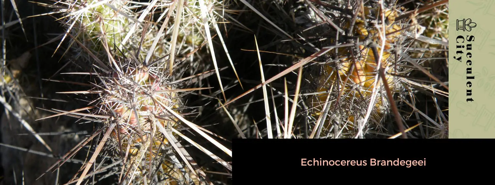 Echinocereus Brandegeei