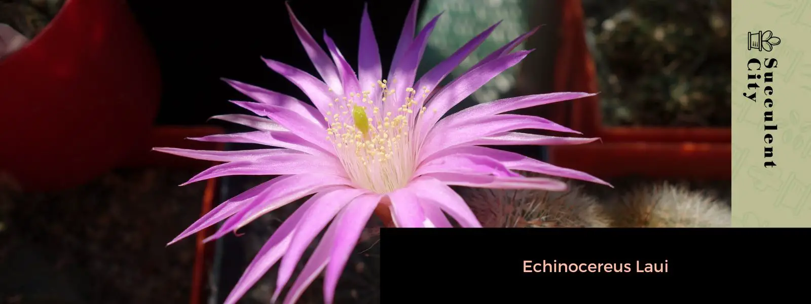 Echinocereus Laui Echinocereus Laui