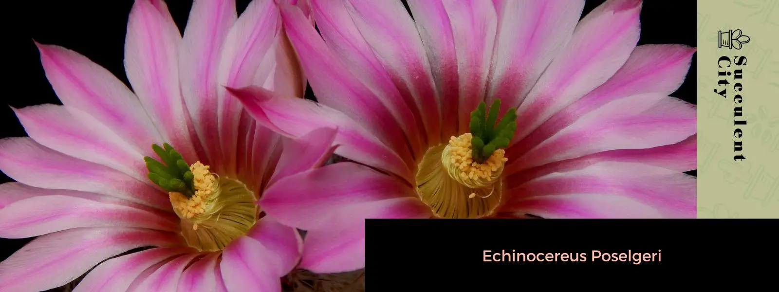 Echinocereus Poselgeri (El cactus dalia)