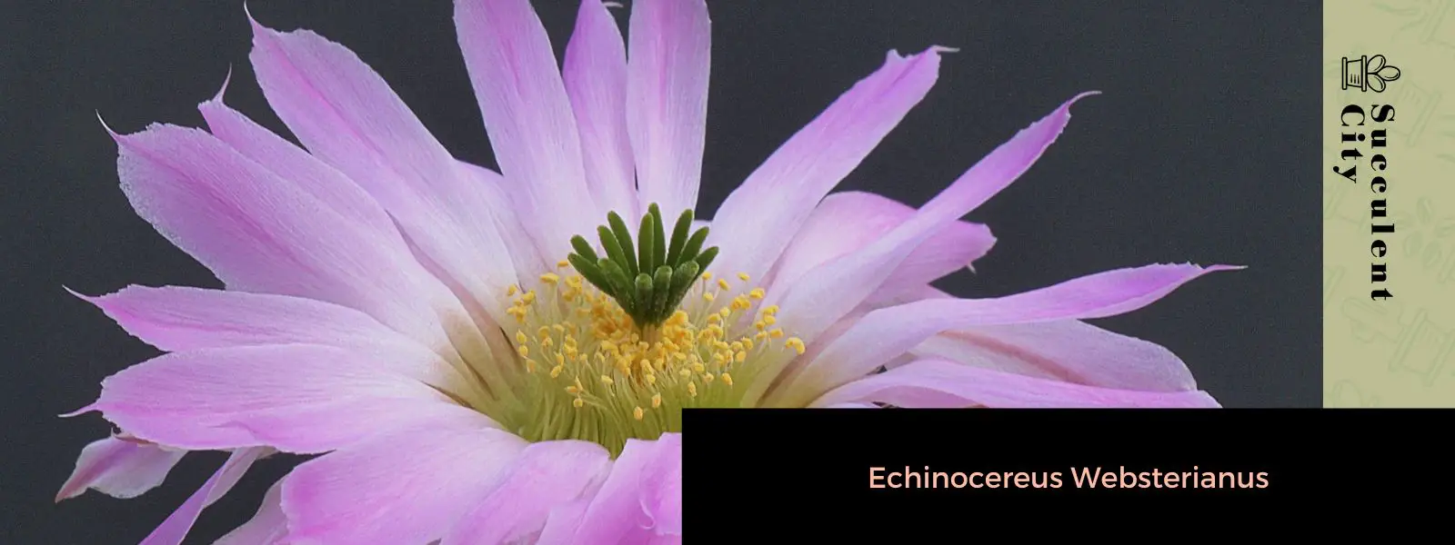 Echinocereus Websterianus Echinocereus Websterianus