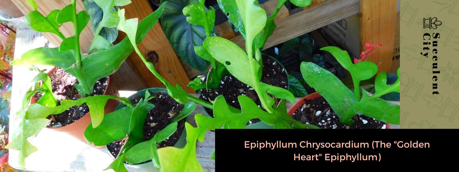 Epiphyllum Chrysocardium (El Epiphyllum del “corazón de oro”)