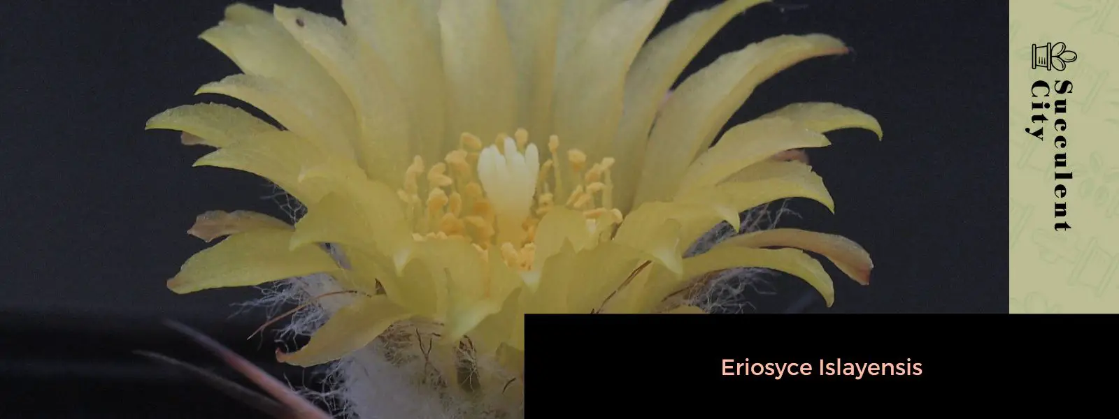 Eriosyce islayensis Eriosyce islayensis