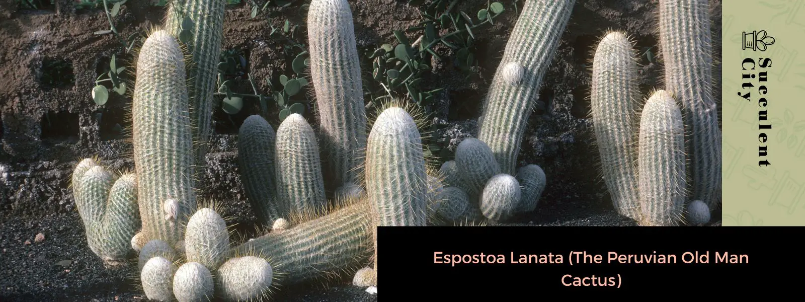 Espostoa Lanata (El cactus del viejo peruano)