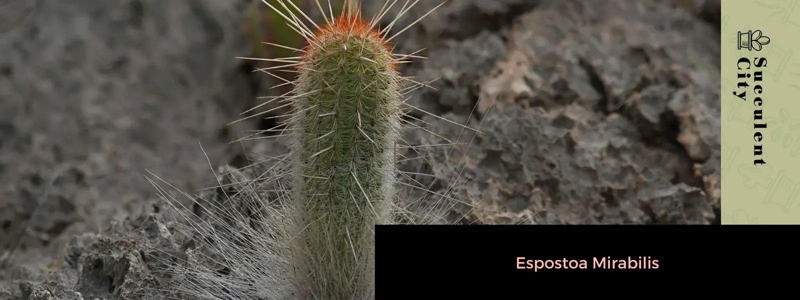 Espostoa mirabilis Espostoa mirabilis