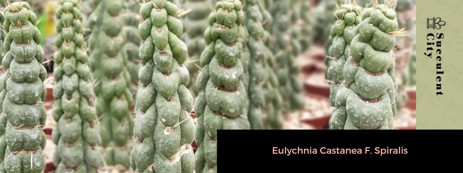 Eulychnia castanea F. espiralis