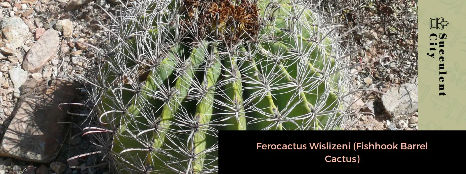 Ferocactus Wislizeni (Cactus barril anzuelo)